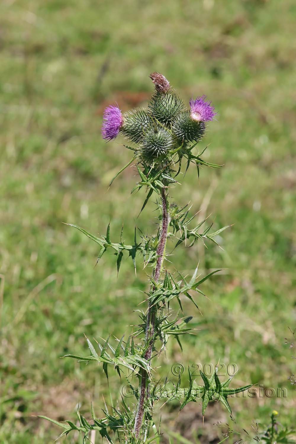 Cirsium vulgare