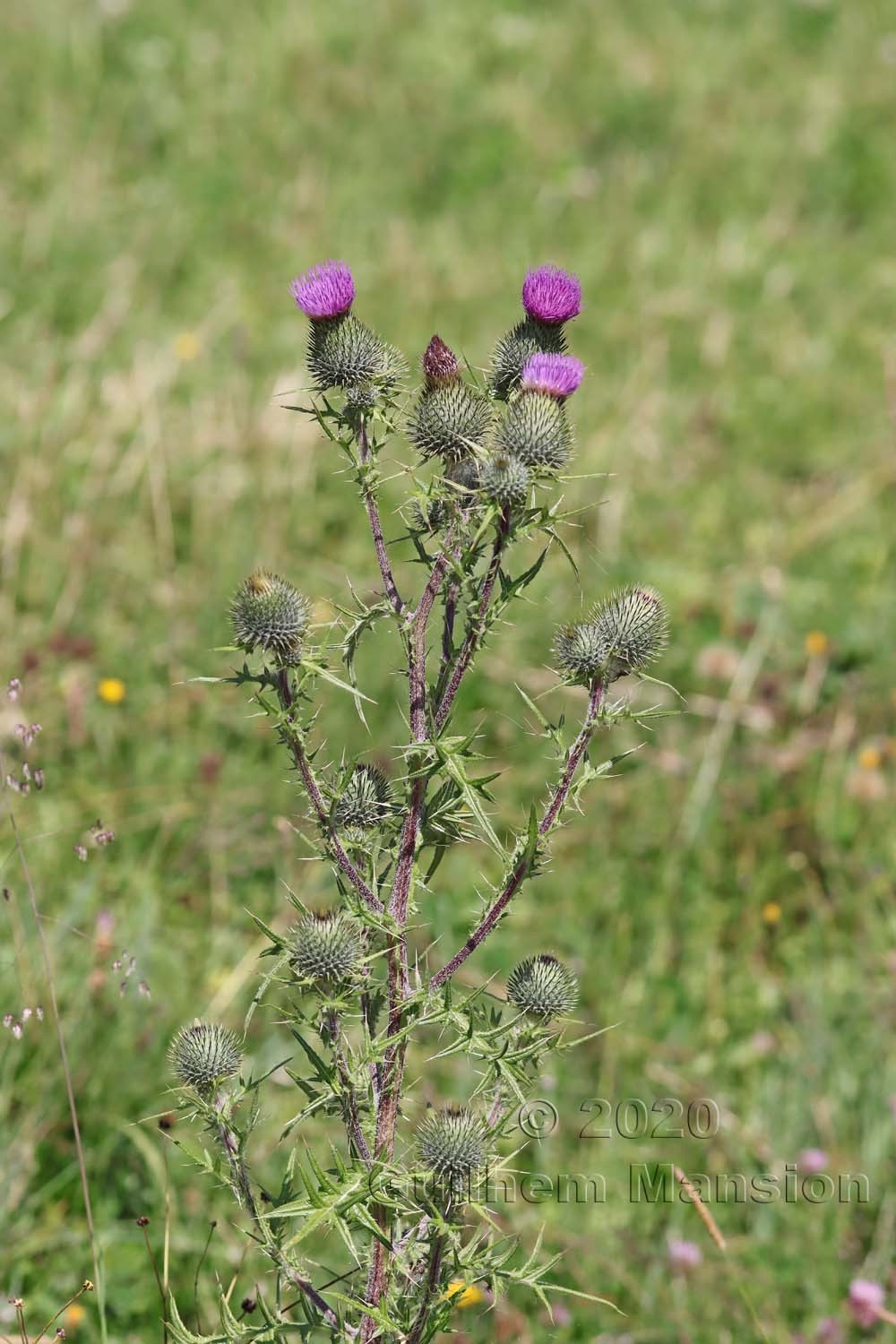 Cirsium vulgare