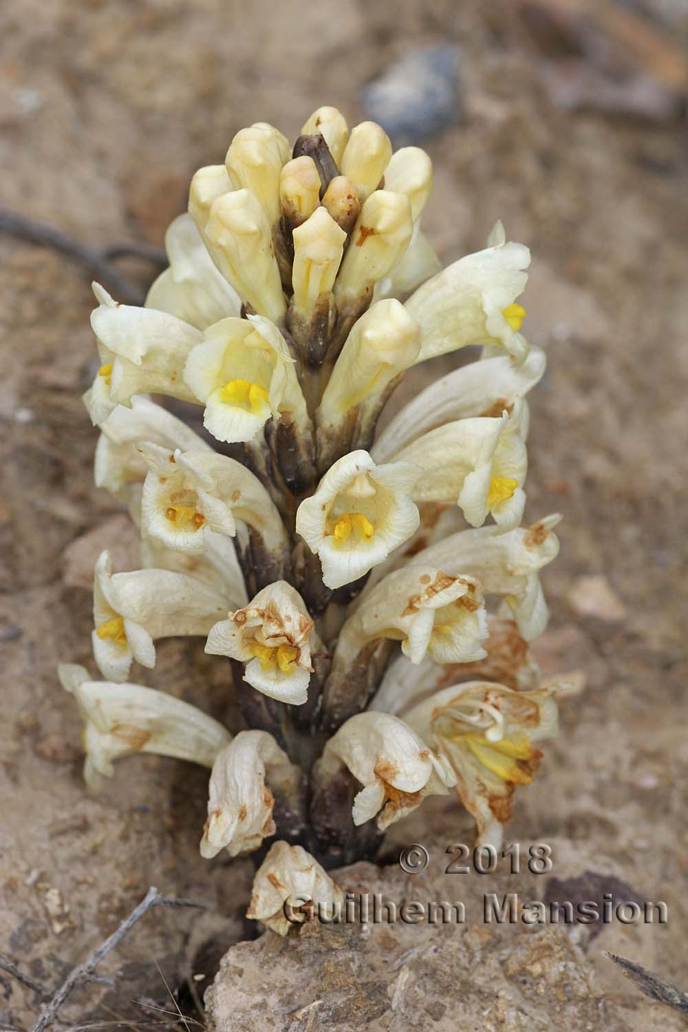 Cistanche phelypaea