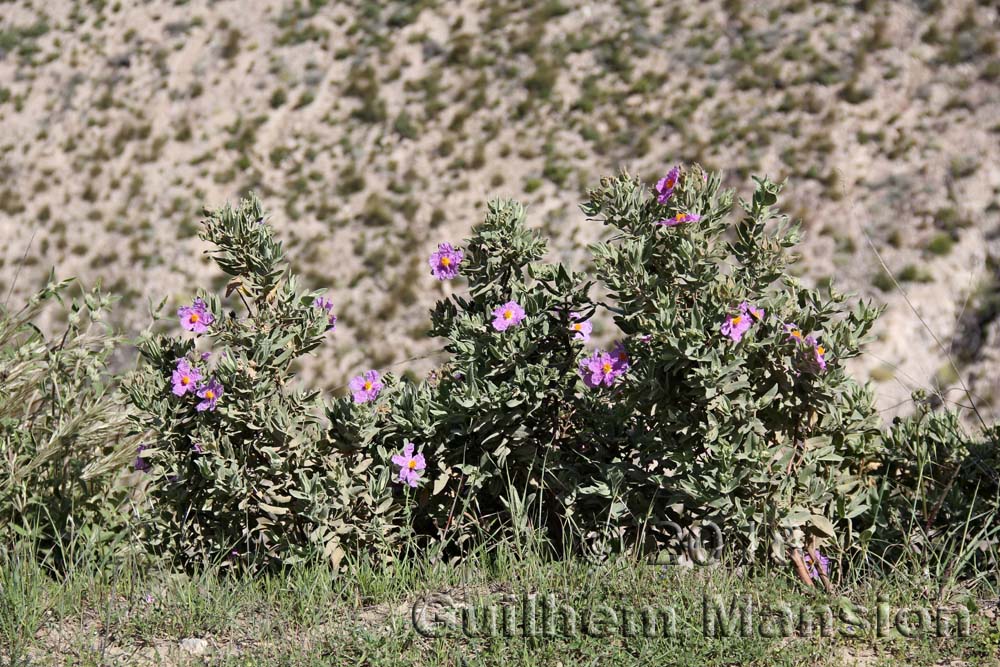 Cistus albidus