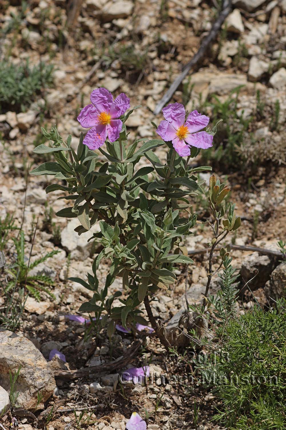 Cistus albidus