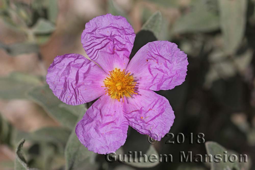 Cistus albidus