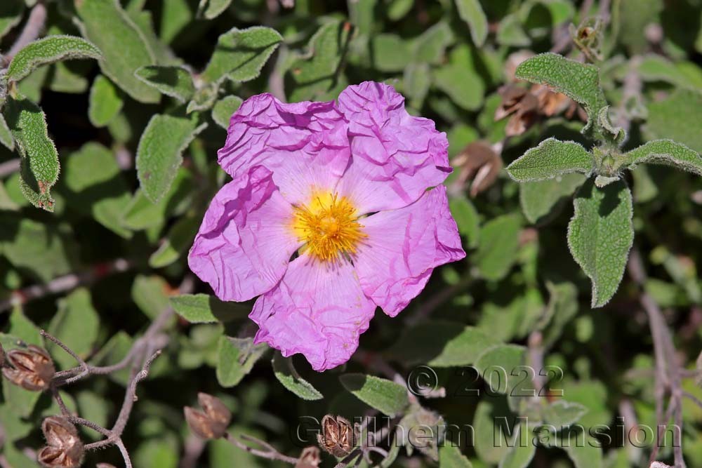 Cistus creticus