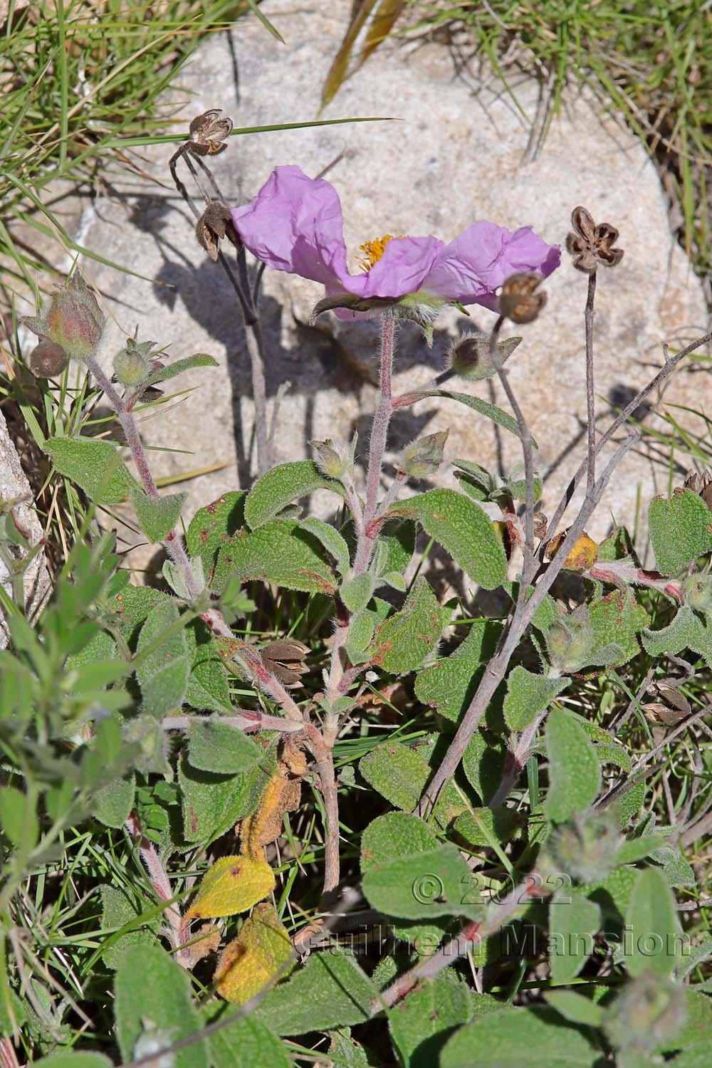 Cistus creticus