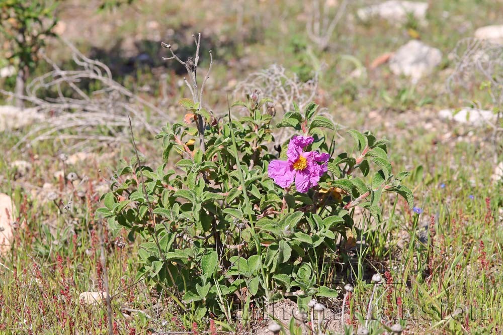 Cistus creticus