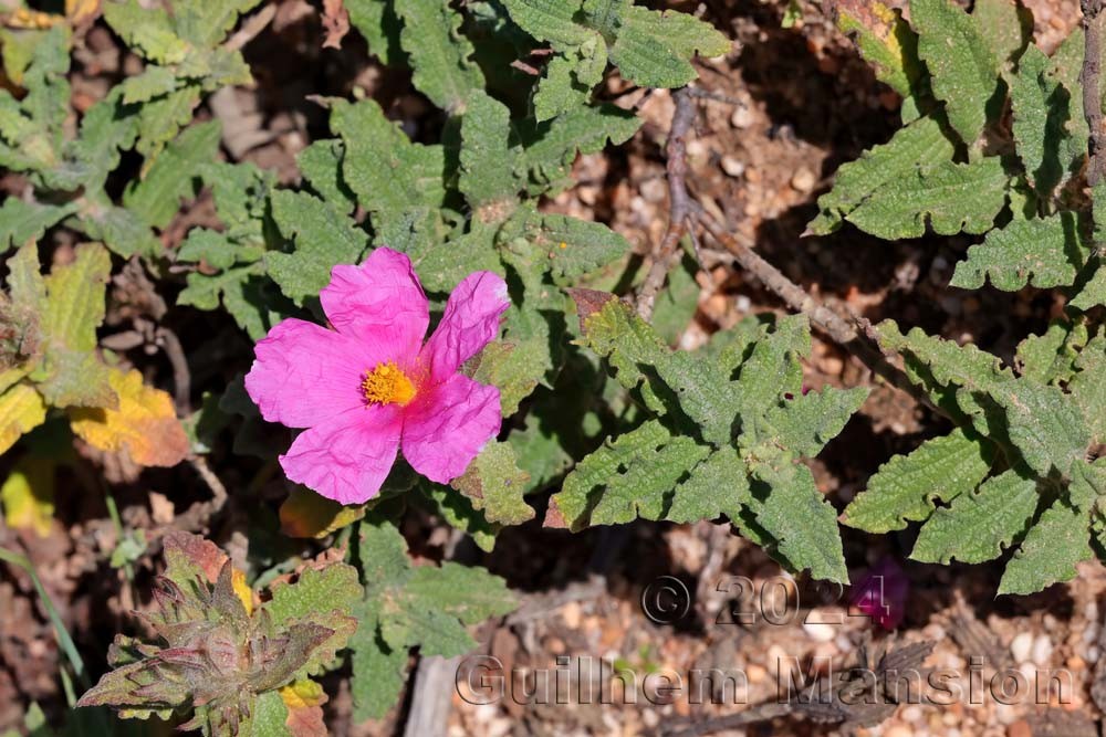 Cistus crispus