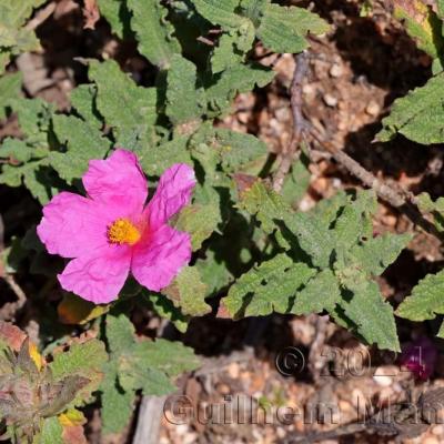 Cistus crispus