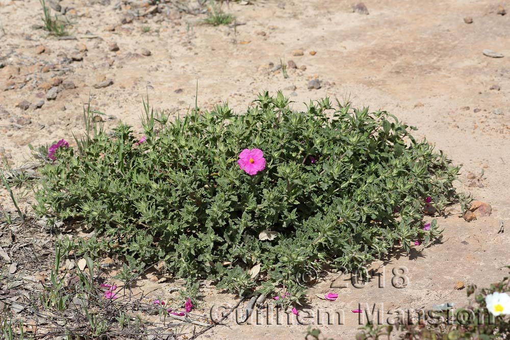 Cistus crispus