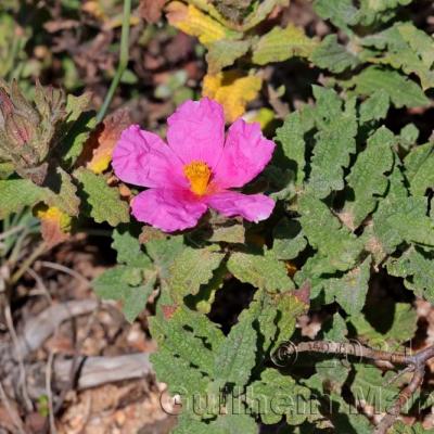 Cistus crispus
