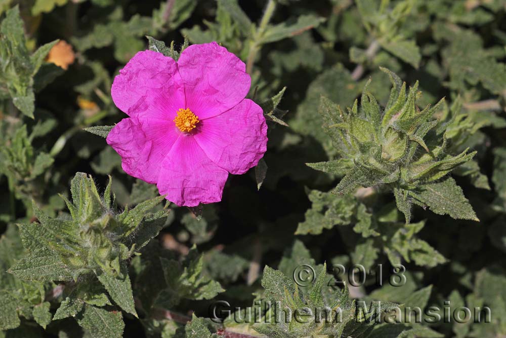 Cistus crispus