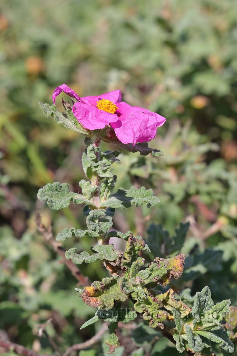 Cistus crispus