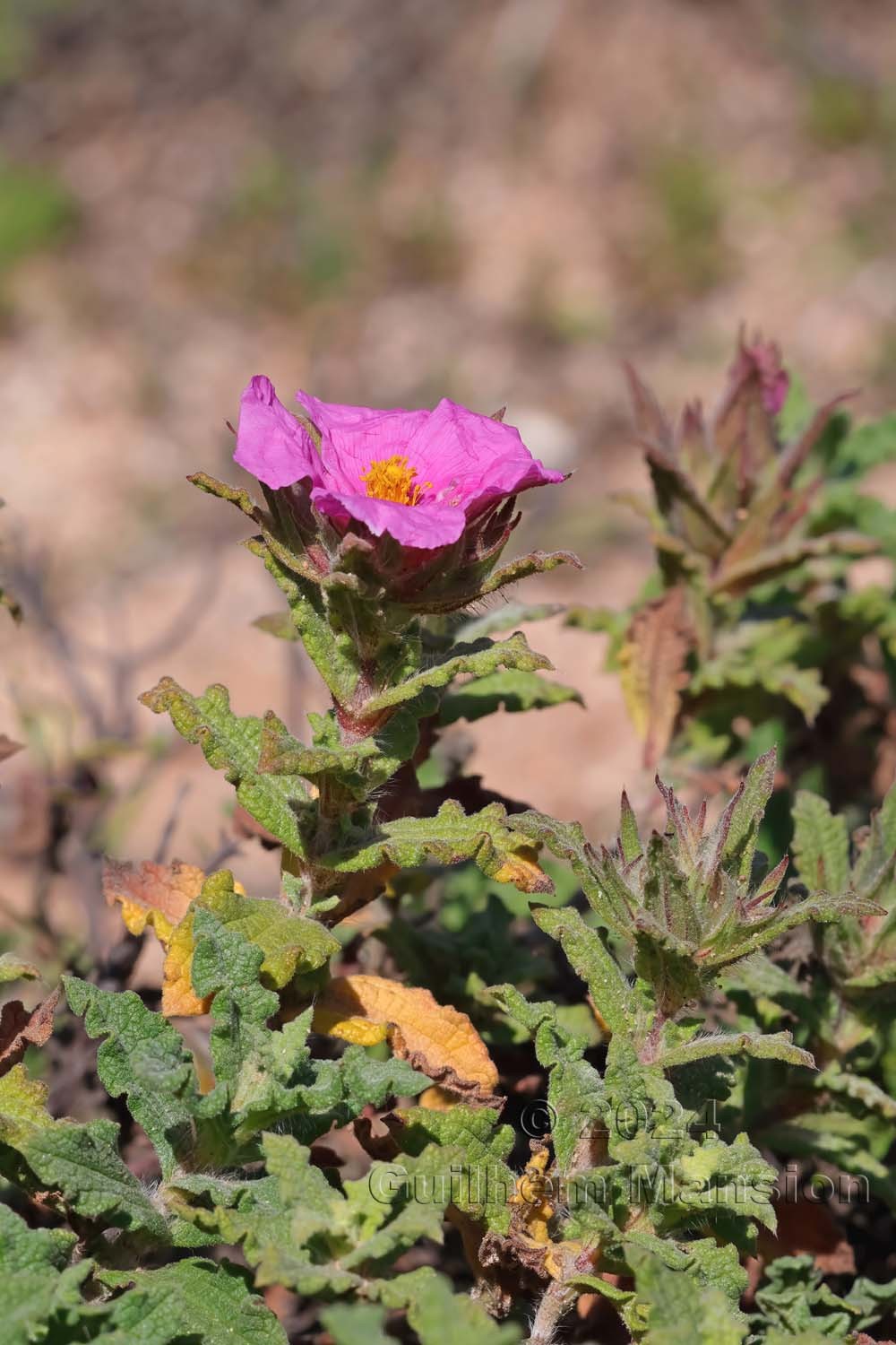 Cistus crispus