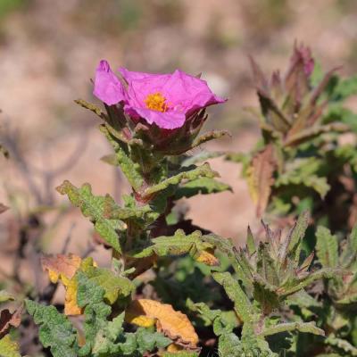 Cistus crispus
