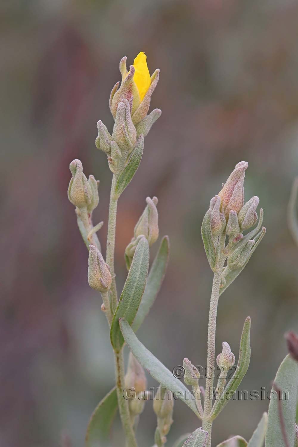 Cistus halimifolius