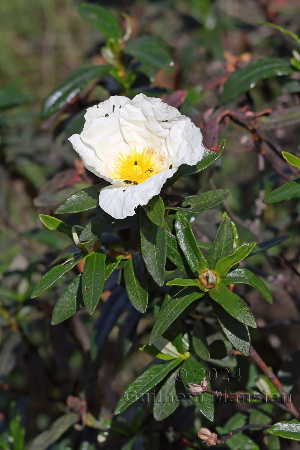 Cistus ladanifer