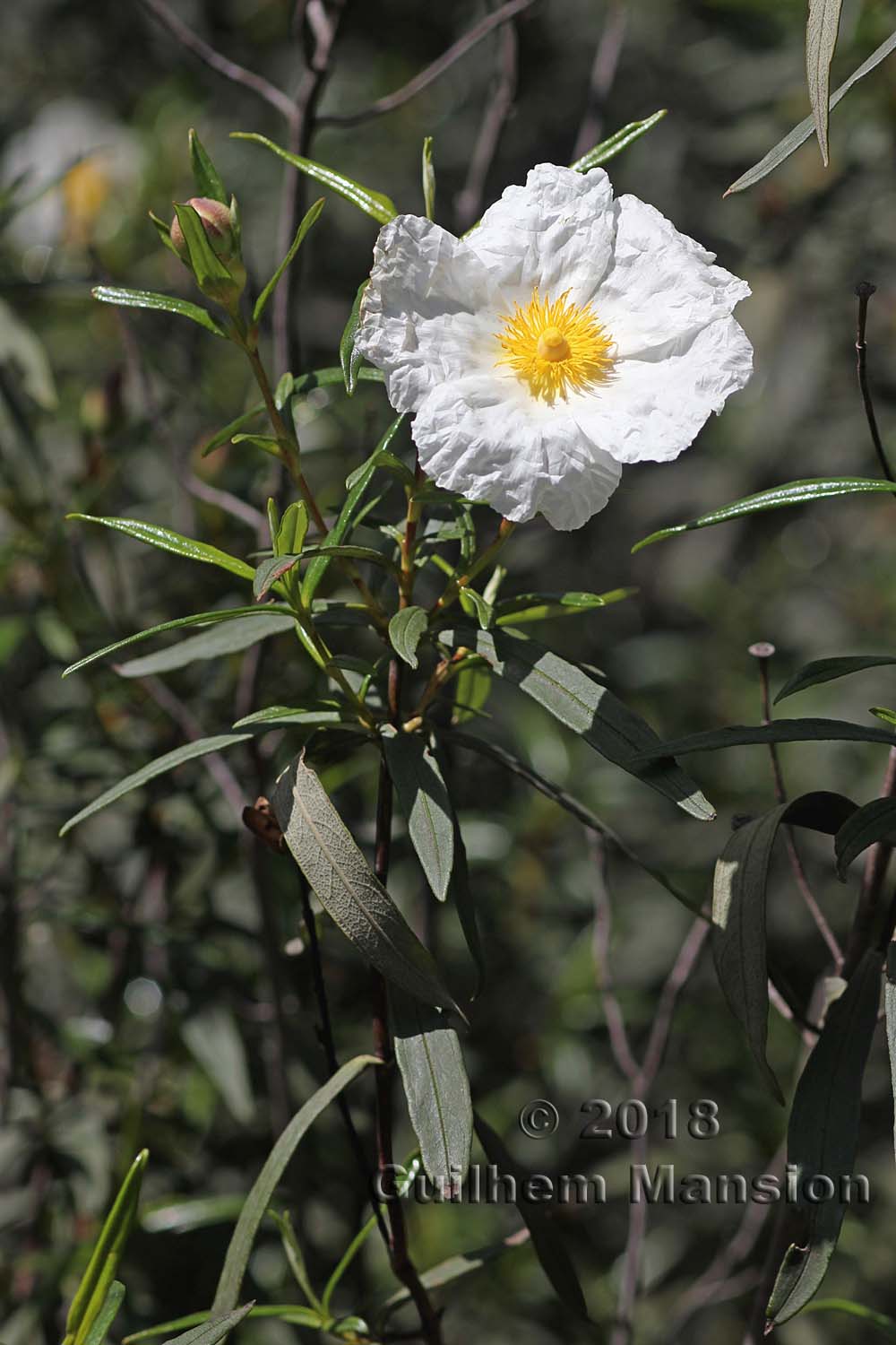 Cistus ladanifer