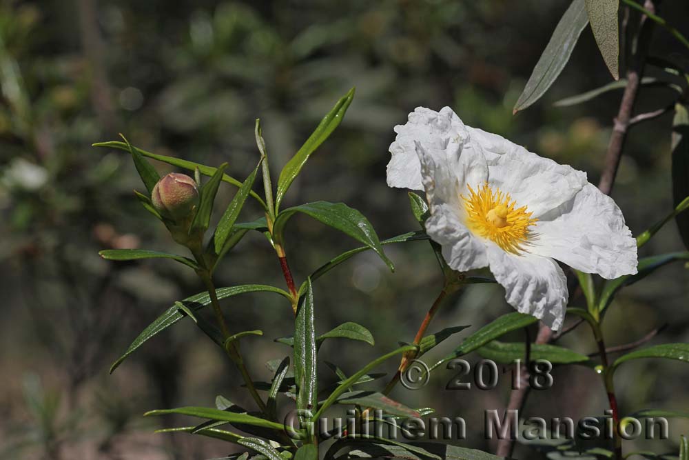 Cistus ladanifer