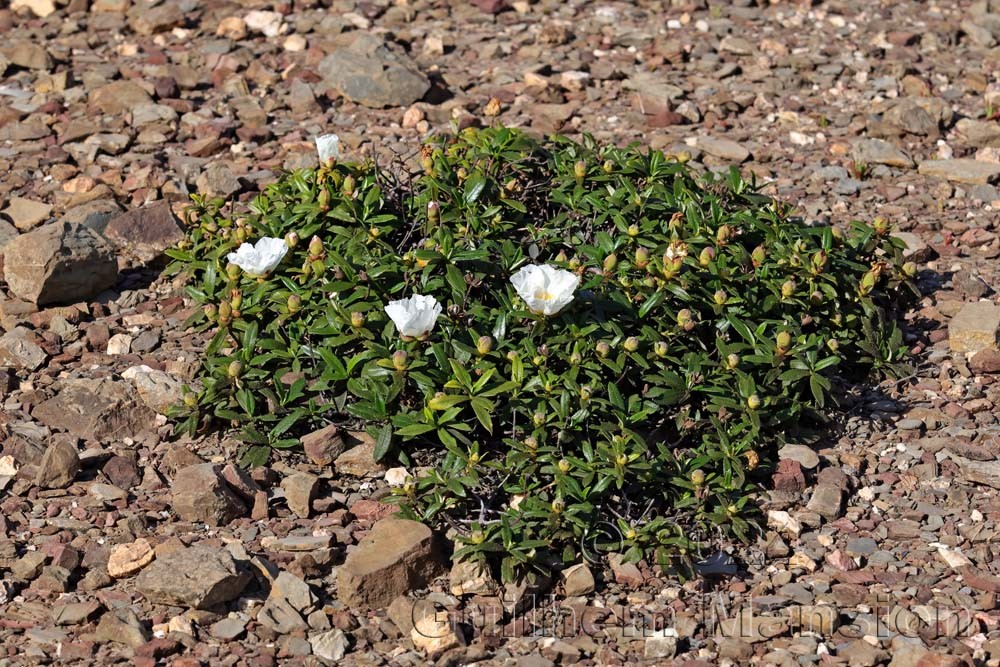 Cistus ladanifer