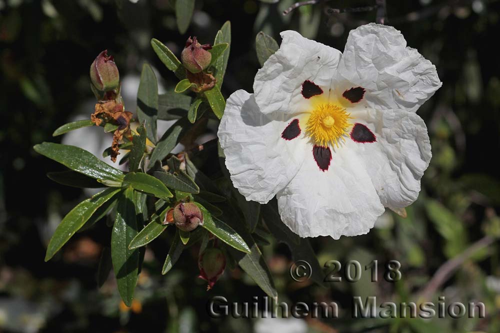 Cistus ladanifer