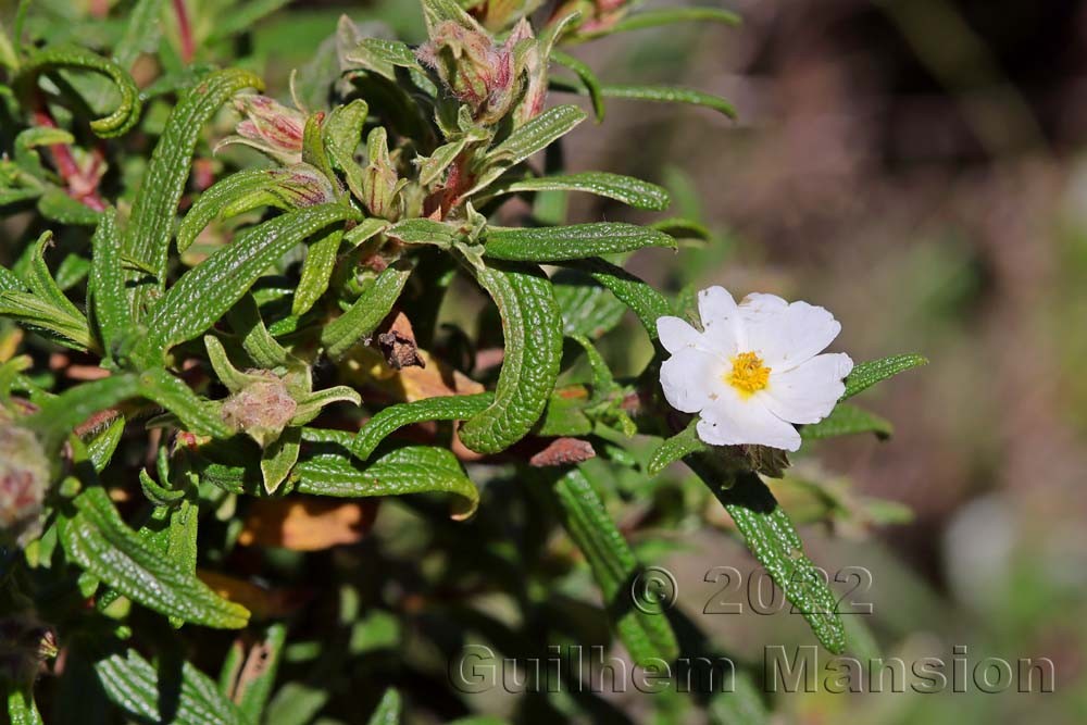 Cistus monspeliensis