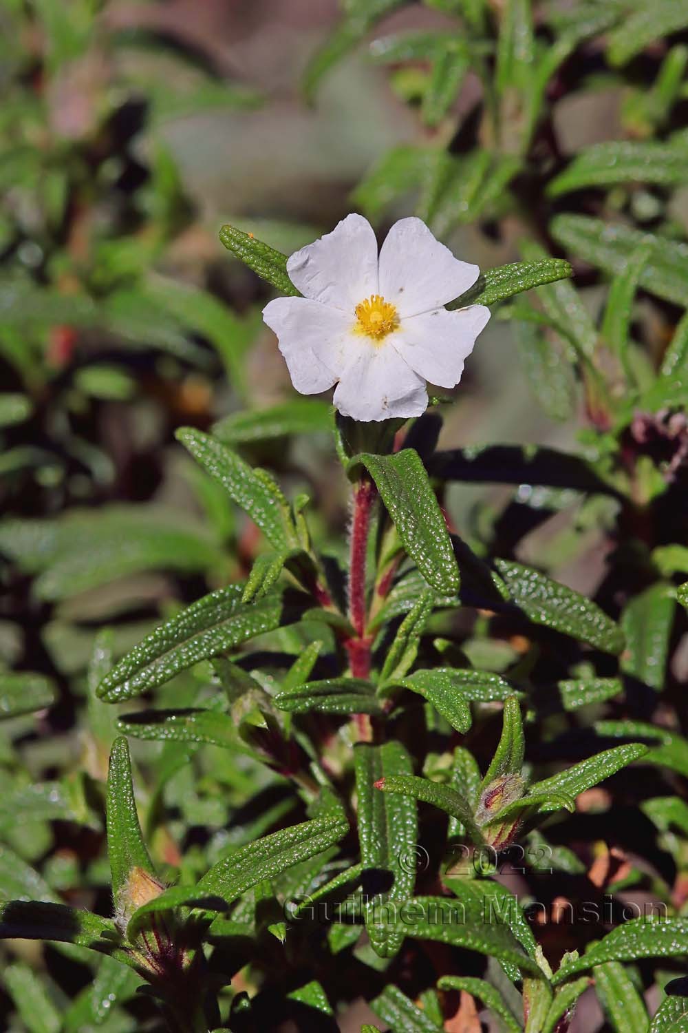 Cistus monspeliensis