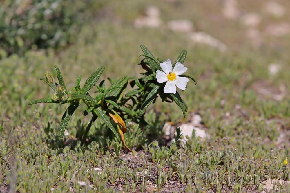 Cistus monspeliensis