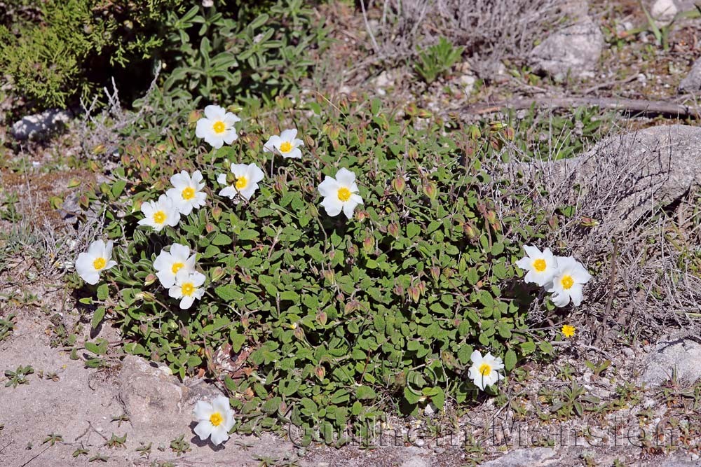 Cistus salvifolius