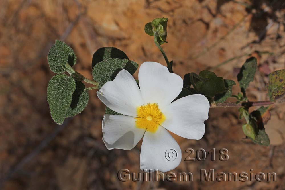 Cistus salvifolius