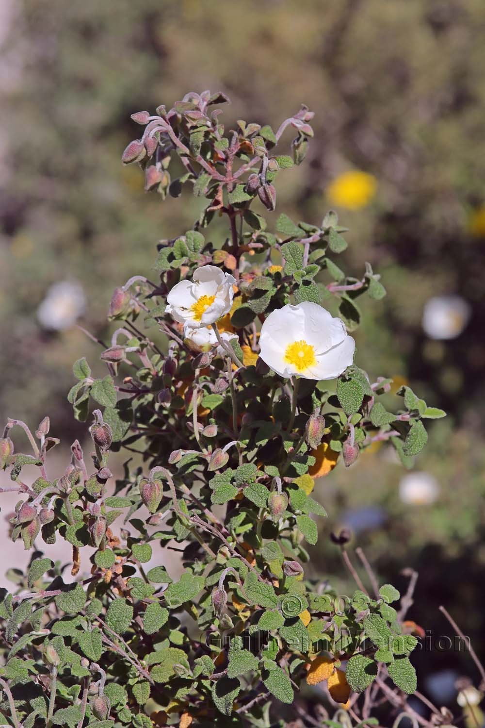 Cistus salvifolius