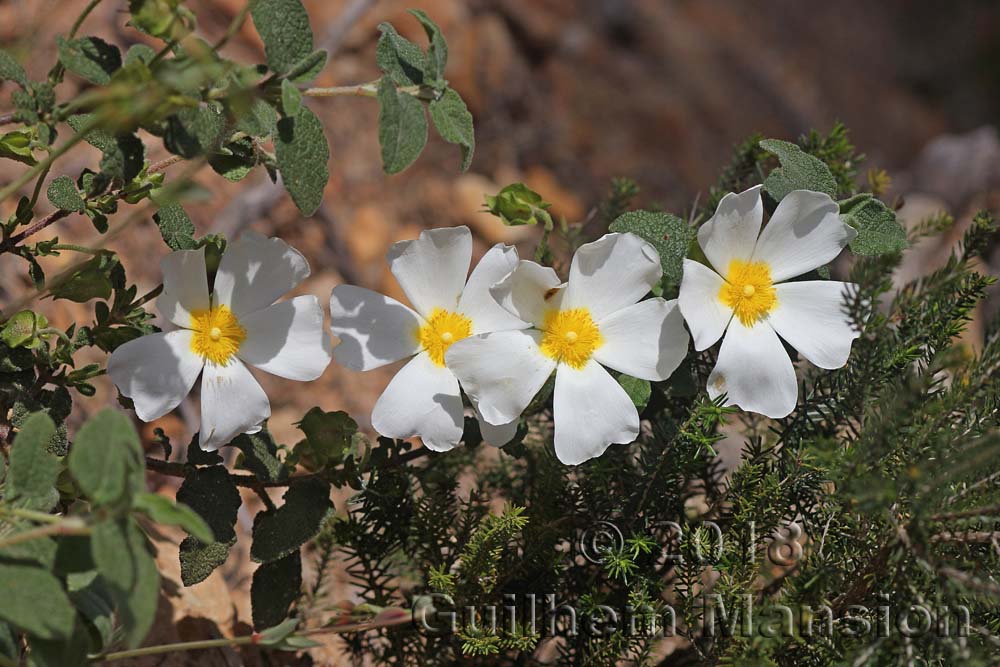 Cistus salvifolius