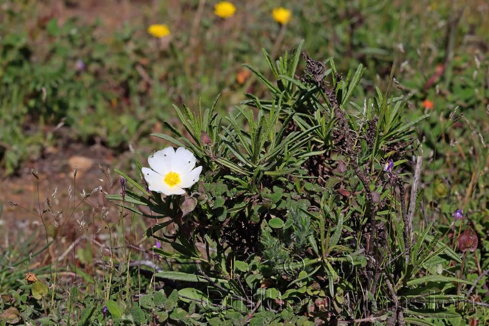 Cistus salvifolius