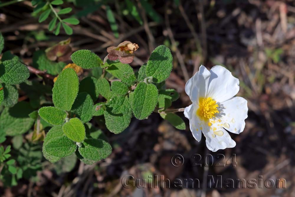 Cistus salvifolius