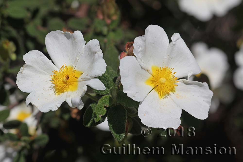 Cistus salviifolius