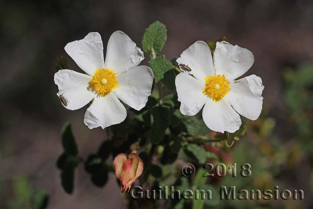 Cistus salviifolius