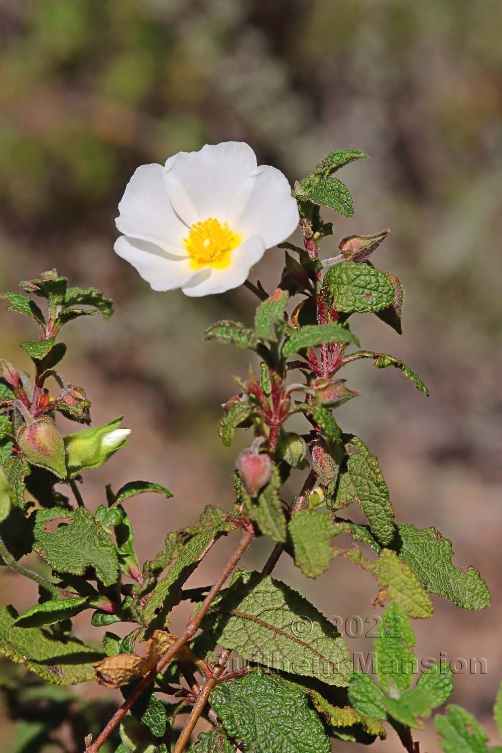 Cistus salviifolius