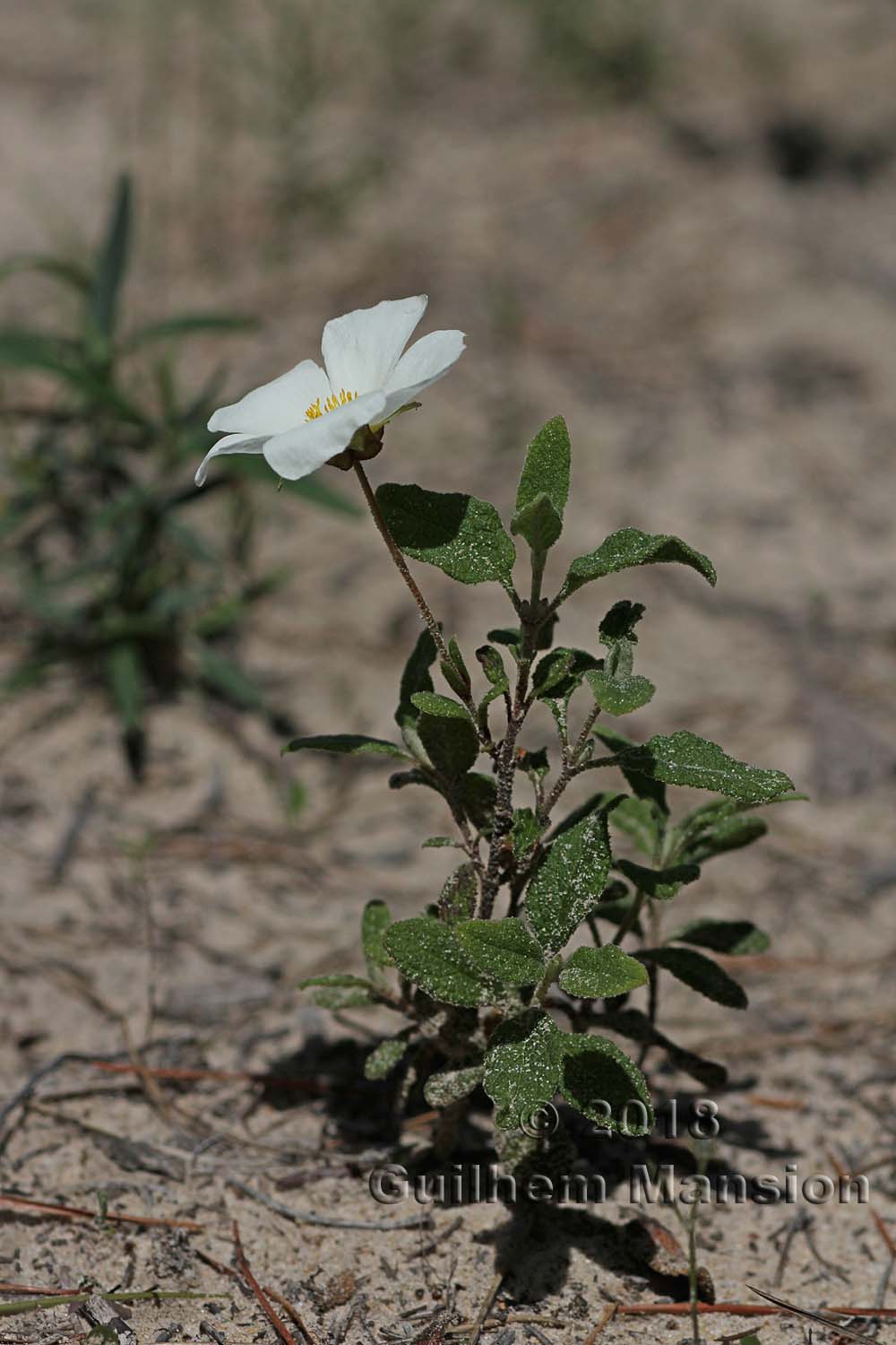 Cistus salviifolius