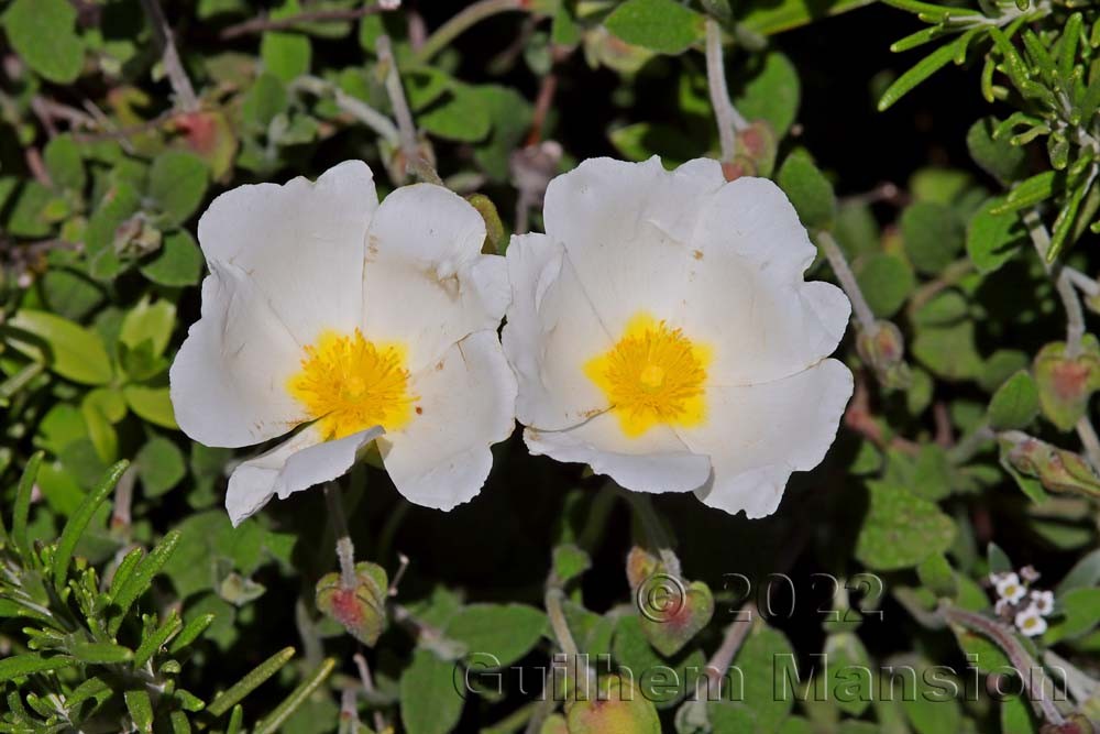 Cistus salviifolius