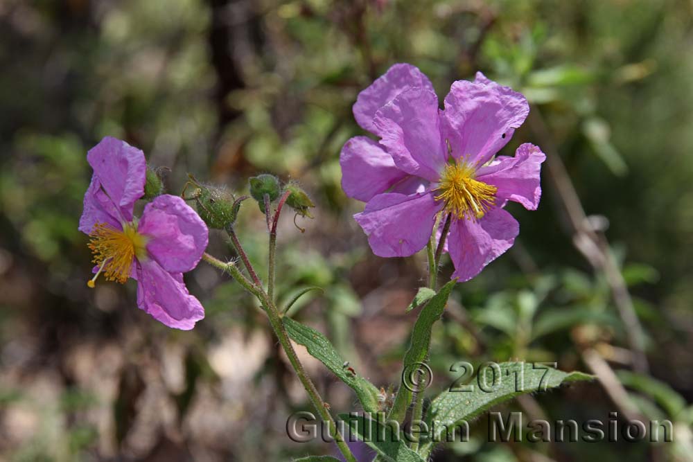 Cistus symphytifolius