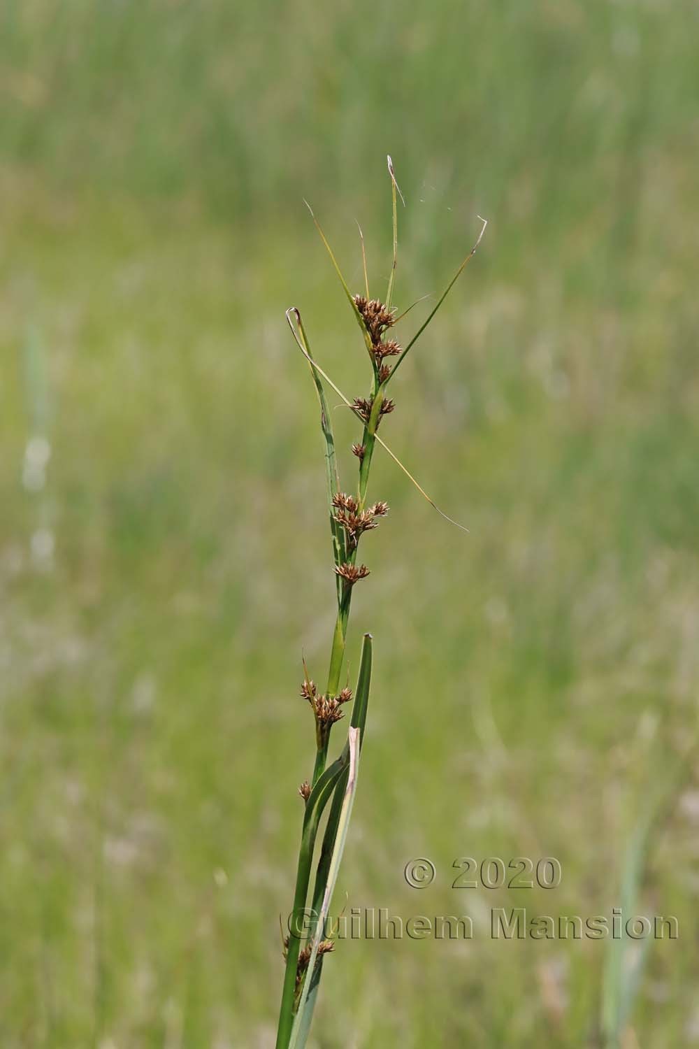 Cladium mariscus