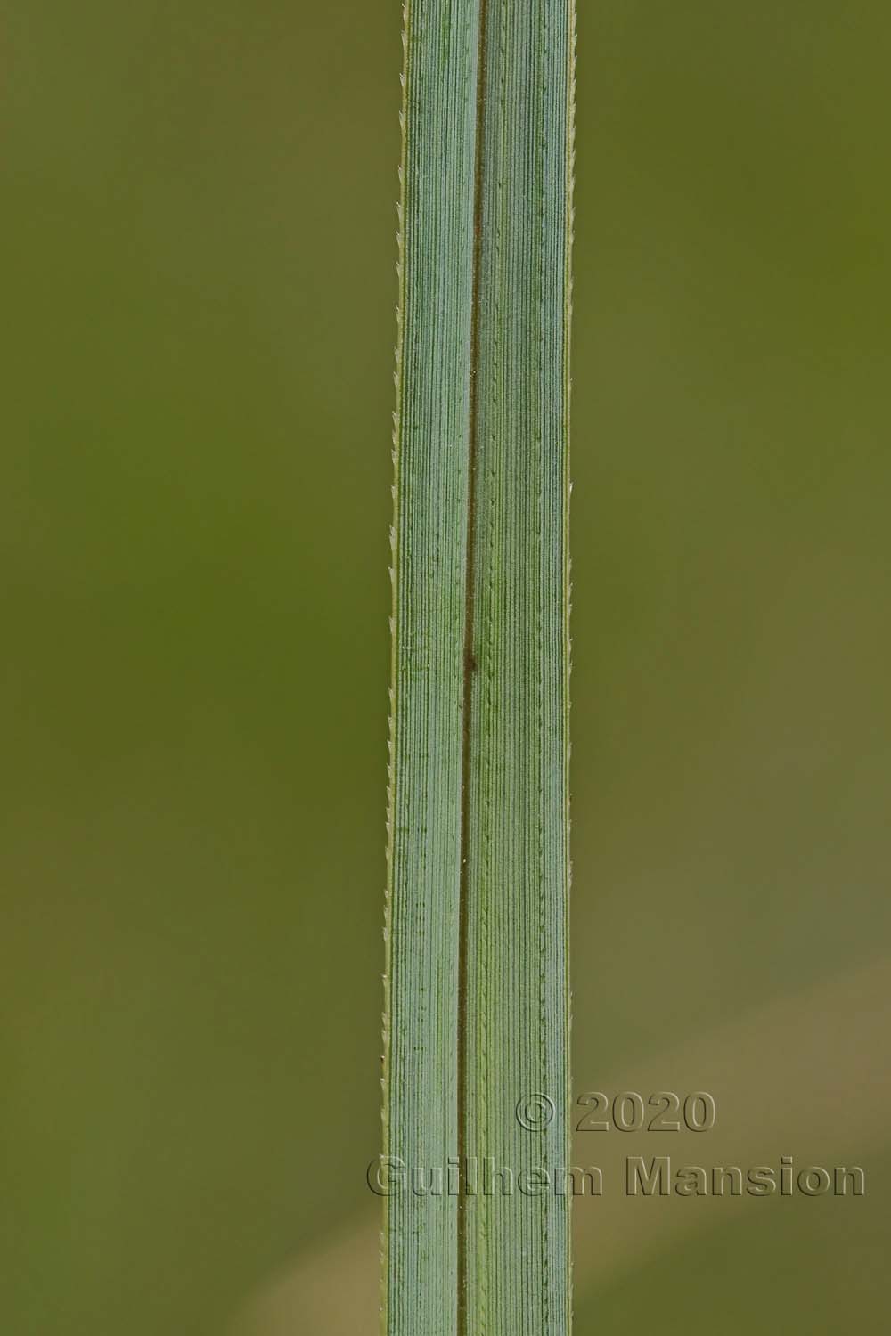 Cladium mariscus