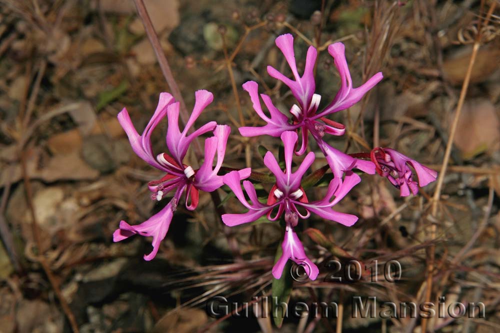 Clarkia concinna