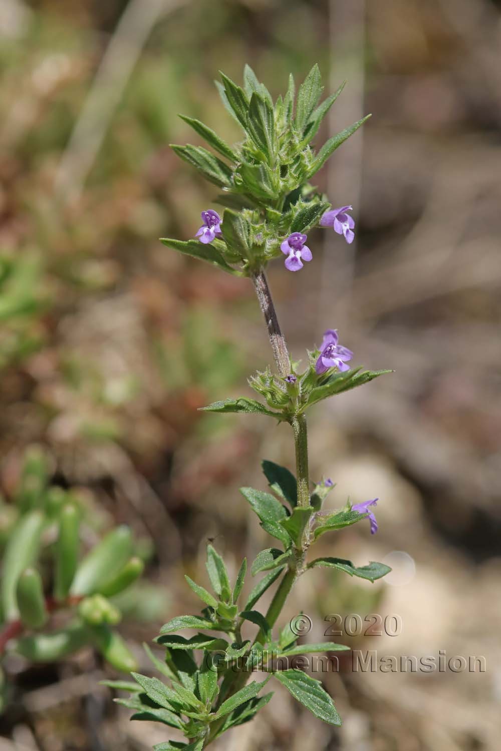 Clinopodium acinos [Acinos arvensis]