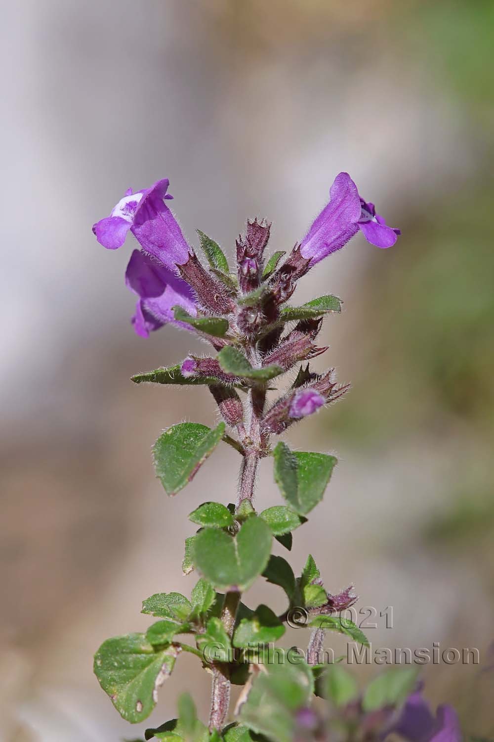 Clinopodium alpinum [Acinos alpinus]