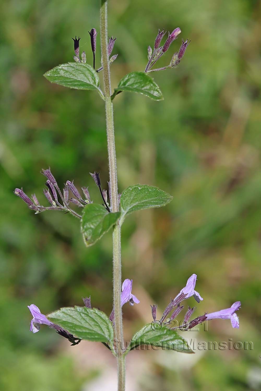 Clinopodium menthifolium