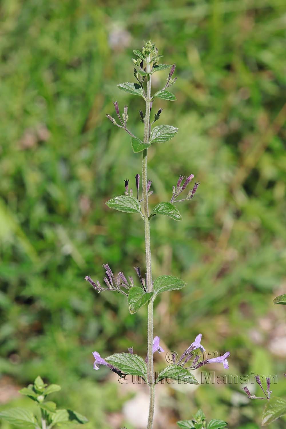 Clinopodium menthifolium