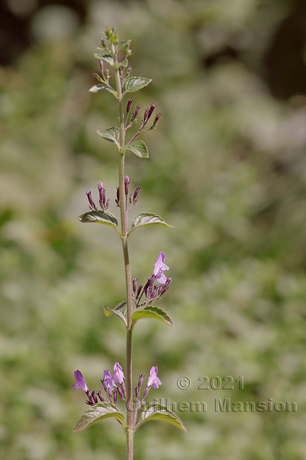 Clinopodium menthifolium