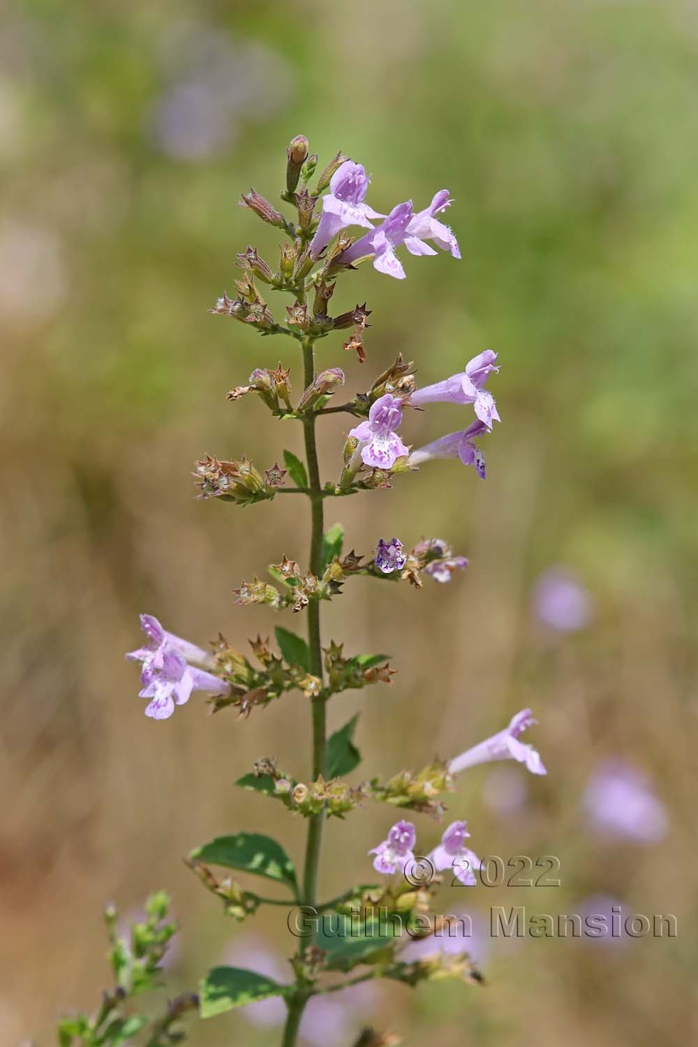 Clinopodium menthifolium