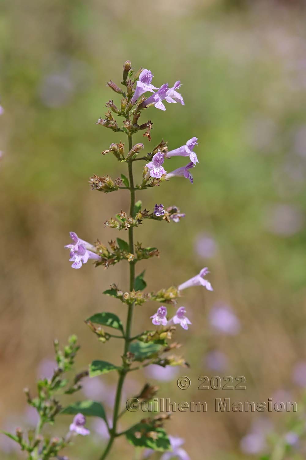 Clinopodium menthifolium