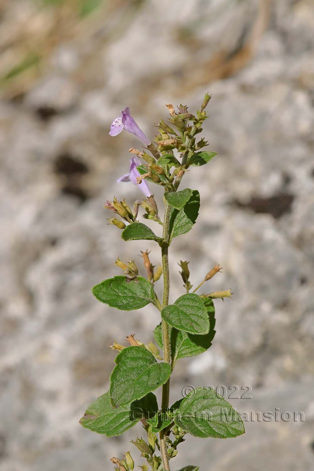 Clinopodium menthifolium