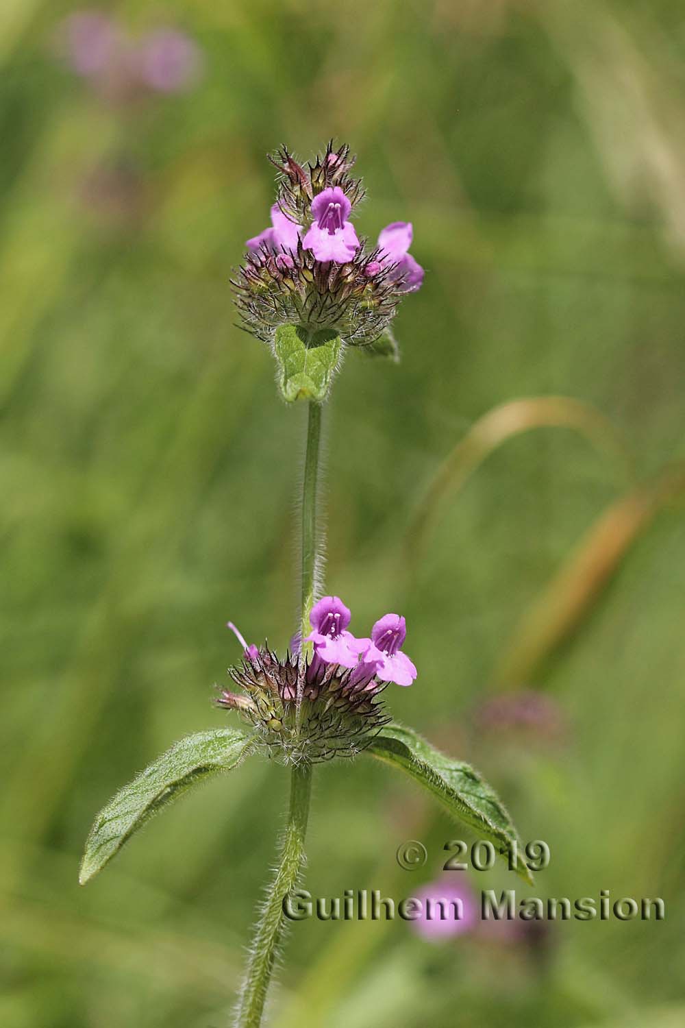 Clinopodium vulgare